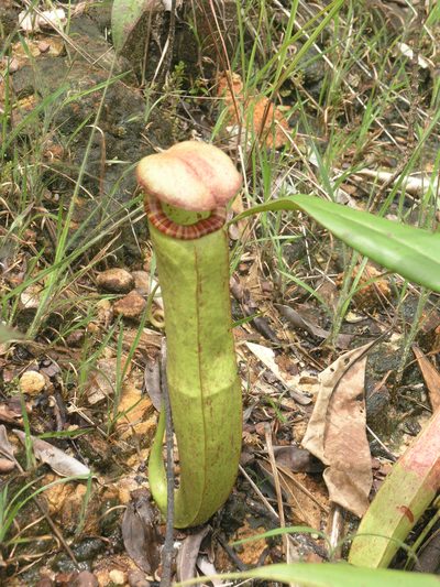 Nepenthes kampotiana, photographed by Oleg Kosterin
