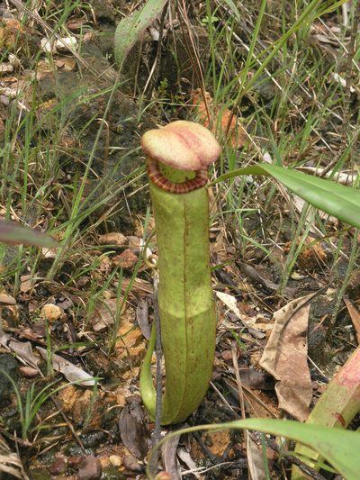 Nepenthes kampotiana, photographed by Oleg Kosterin