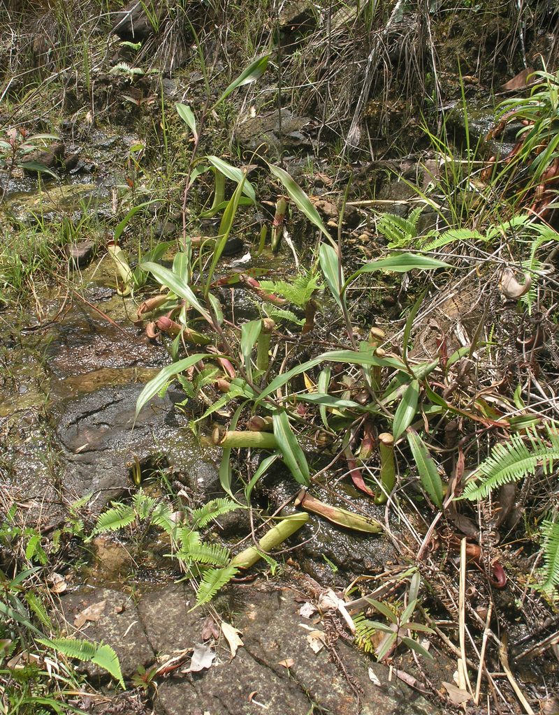 Nepenthes kampotiana, photographed by Oleg Kosterin