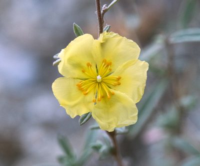 Crocanthemum glomeratum, photographed by Alan Rockefeller