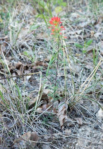 Castilleja bryantii, photographed by Alan Rockefeller