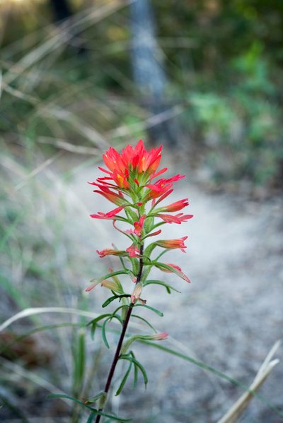 Castilleja bryantii, photographed by Alan Rockefeller