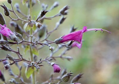 Lepechinia hastata, photographed by Alan Rockefeller