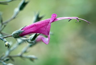 Lepechinia hastata, photographed by Alan Rockefeller