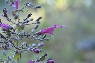 Lepechinia hastata, photographed by Alan Rockefeller