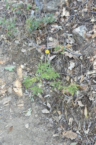 Tagetes lacera, photographed by Alan Rockefeller