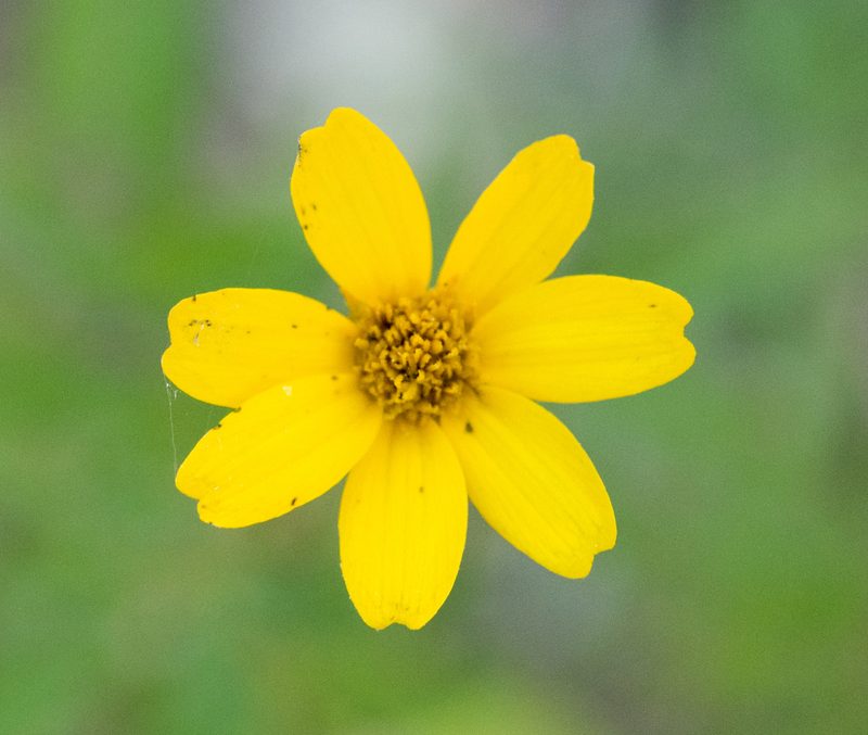 Tagetes lacera, photographed by Alan Rockefeller
