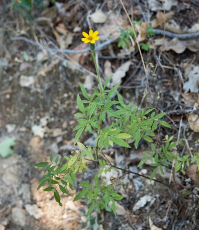 Tagetes lacera, photographed by Alan Rockefeller