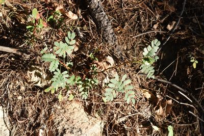Mimosa tricephala, photographed by Alan Rockefeller