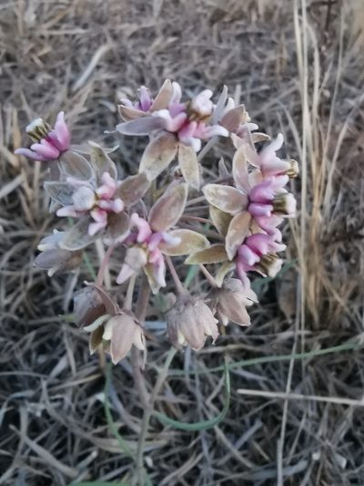 Asclepias fournieri, photographed by Juan Carlos Pérez Magaña