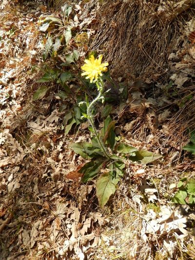 Hieracium racemosum, photographed by Luca Fornasari
