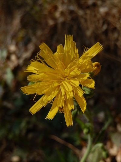 Hieracium racemosum, photographed by Luca Fornasari
