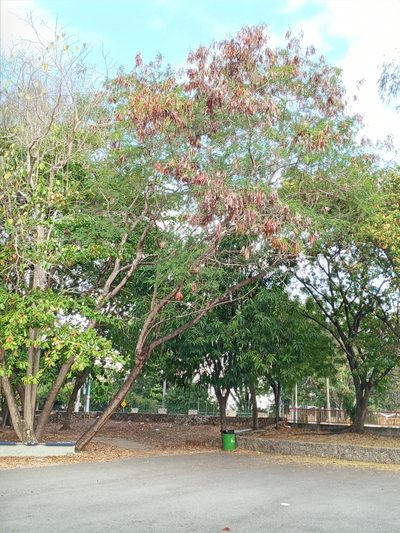 Leucaena macrophylla, photographed by Yolanda M. Leon