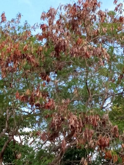 Leucaena macrophylla, photographed by Yolanda M. Leon