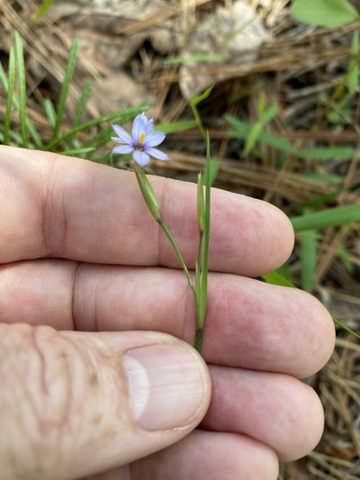 Sisyrinchium fuscatum, photographed by Alan Weakley