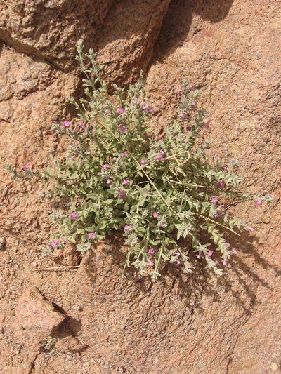 Stachys aegyptiaca, photographed by Luca Fornasari