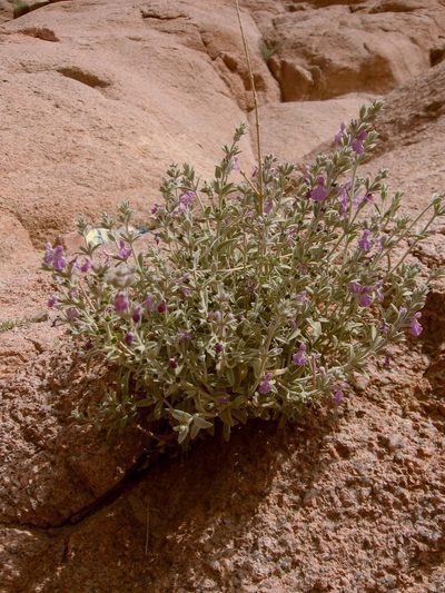 Stachys aegyptiaca, photographed by Luca Fornasari