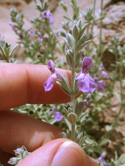 Stachys aegyptiaca, photographed by Luca Fornasari