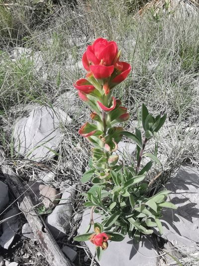 Castilleja rigida, photographed by Luis Fuentes Castillo