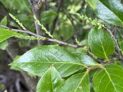 Vaccinium bracteatum, photographed by 古淑玲