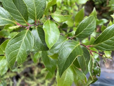 Vaccinium bracteatum, photographed by 古淑玲