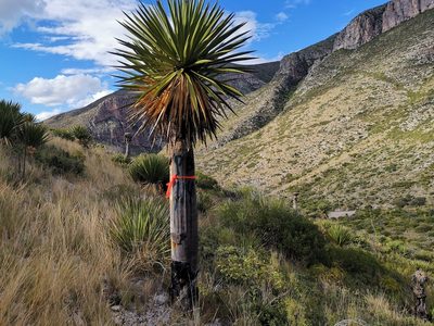 Yucca faxoniana, photographed by Luis Fuentes Castillo