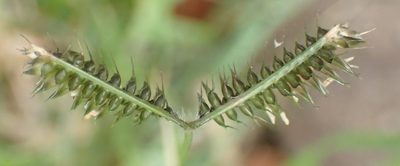 Dactyloctenium australe, photographed by Nicola van Berkel