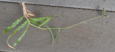 Dactyloctenium australe, photographed by Nicola van Berkel