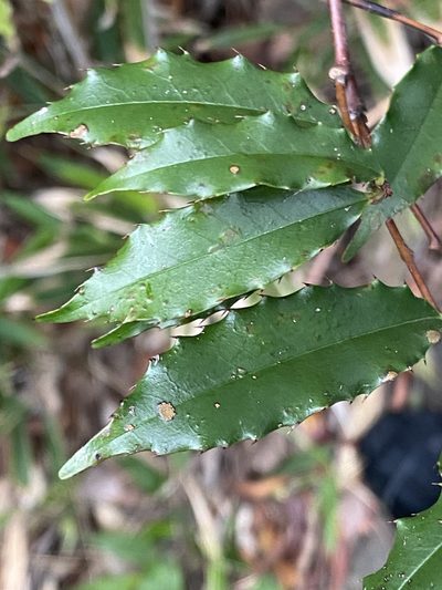 Prunus spinulosa, photographed by 古淑玲