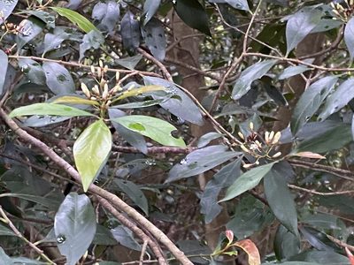 Aidia cochinchinensis, photographed by 古淑玲