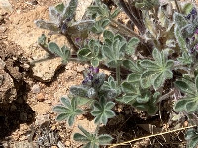Lupinus concinnus, photographed by CK2AZ