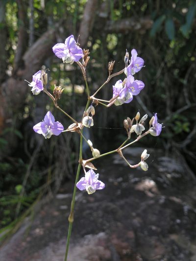 Murdannia macrocarpa, photographed by Oleg Kosterin