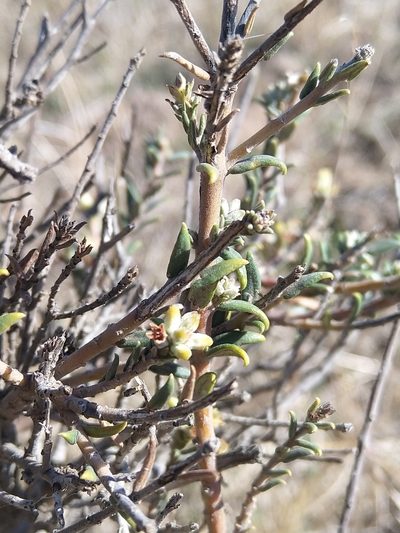 Phylica strigulosa, photographed by Jacques van der Merwe