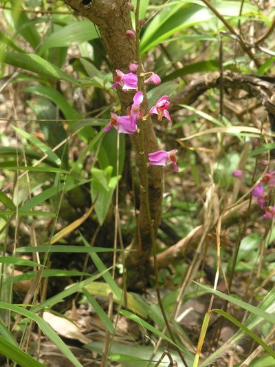 Phalaenopsis pulcherrima, photographed by Oleg Kosterin