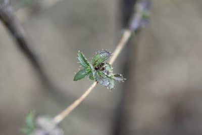 Loeselia greggii, photographed by Juan Cruzado Cortés