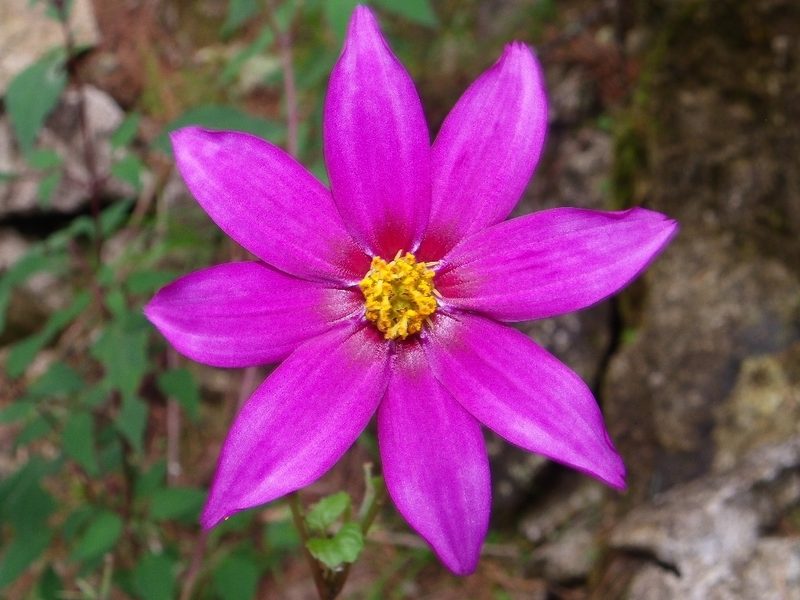 Dahlia atropurpurea, photographed by Arturo Castro Castro