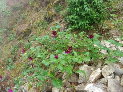 Dahlia atropurpurea, photographed by Arturo Castro Castro