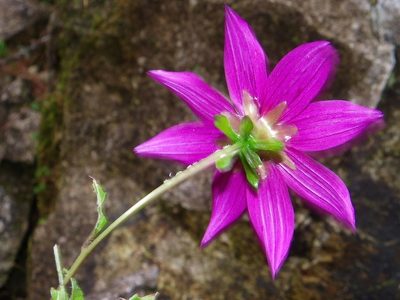 Dahlia atropurpurea, photographed by Arturo Castro Castro
