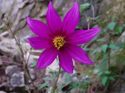 Dahlia atropurpurea, photographed by Arturo Castro Castro