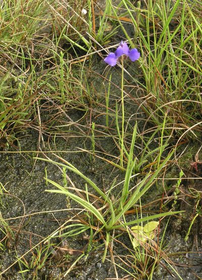Utricularia delphinioides, photographed by Oleg Kosterin