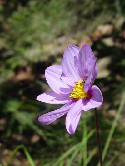 Dahlia pugana, photographed by Arturo Castro Castro