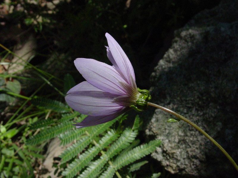 Dahlia pugana, photographed by Arturo Castro Castro