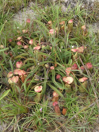 Nepenthes smilesii, photographed by Oleg Kosterin
