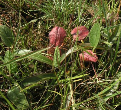 Nepenthes smilesii, photographed by Oleg Kosterin