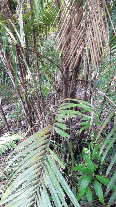Bactris guineensis, photographed by keesgroenendijk