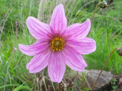 Dahlia sorensenii, photographed by Arturo Castro Castro