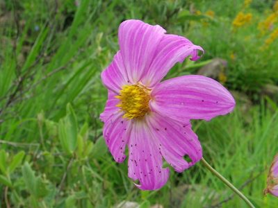 Dahlia sorensenii, photographed by Arturo Castro Castro