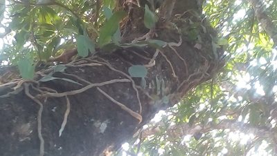 Microgramma nitida, photographed by Tereso Hernández Morales
