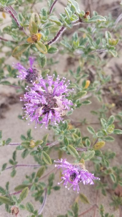 Monardella undulata, photographed by Nicole