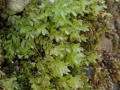 Mnium marginatum, photographed by Christian Berg